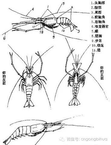 虾的画法