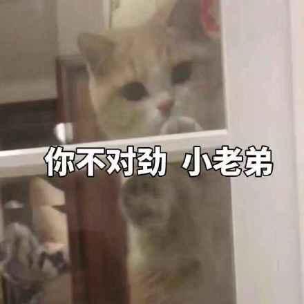 猫咪表情包:被金钱蒙蔽了双眼,你不对劲小老弟