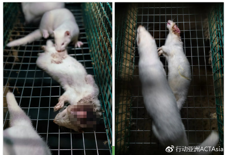 最新影像显示,死去的水貂被留在笼中,逐渐被同伴吃掉.