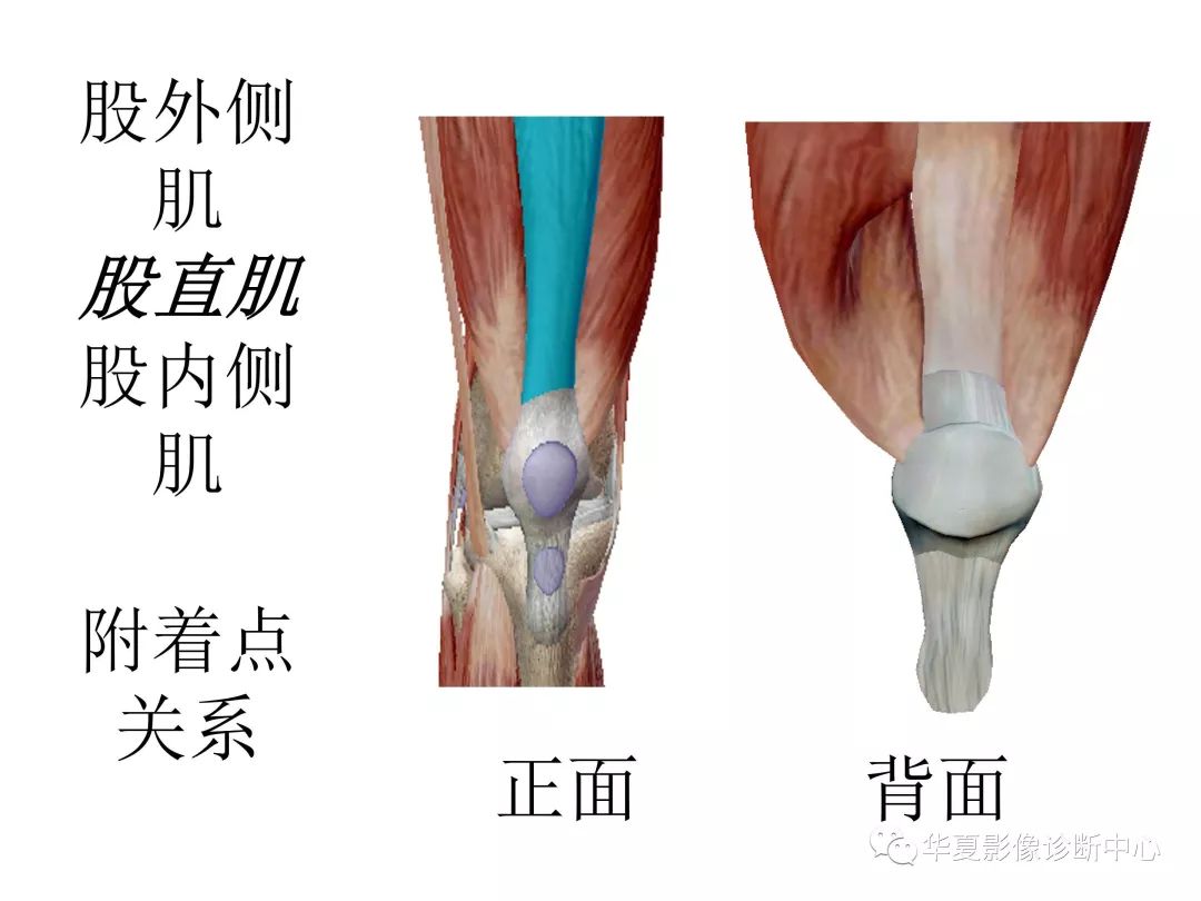 膝关节的屈伸运动 - 知乎