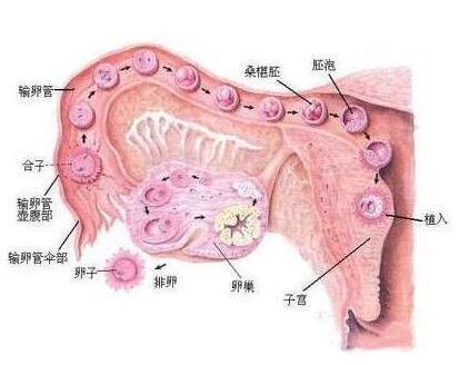 宫腔粘连怎么检查