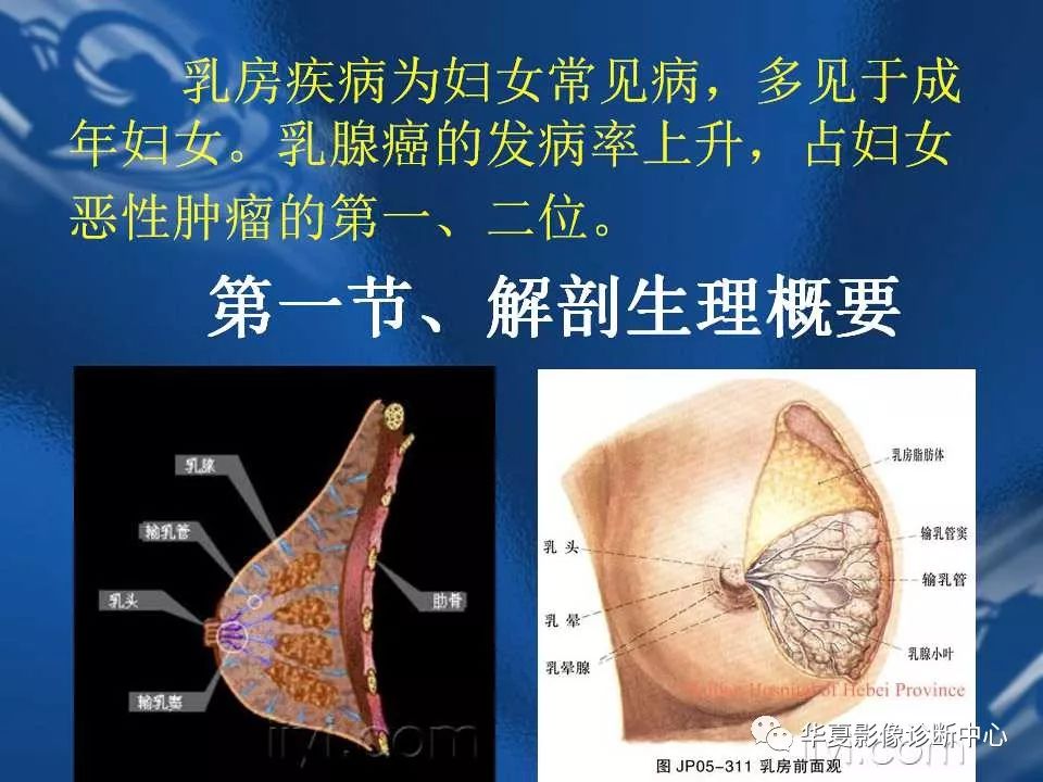 乳腺解剖及常见疾病的诊断