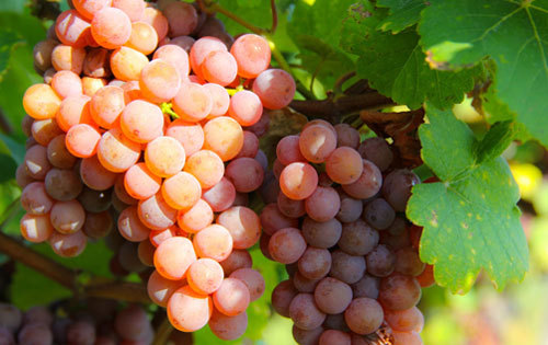 解析:十大酿酒白葡萄品种及其特征