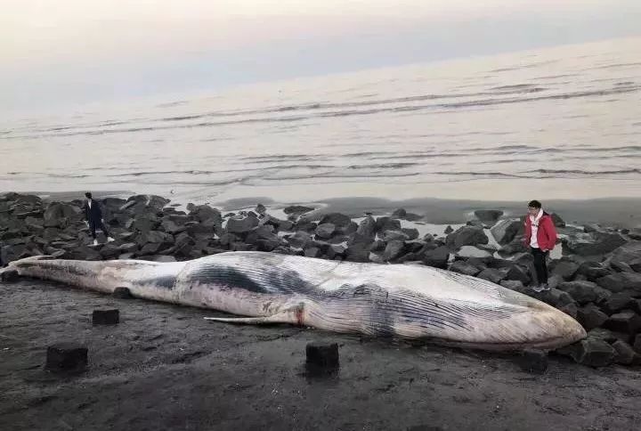 启东搁浅须鲸已打捞出水!将深度填埋(附视频)