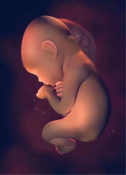 十张图带你看看孕期最后十周胎儿在孕妈肚子里的发育过程