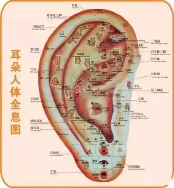 这个部位,拉的越多,肾就越好,男女都适合_耳窝