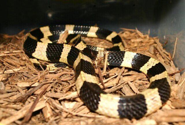 中国十大毒蛇之一的金环蛇,金色的条纹是不是看上去很