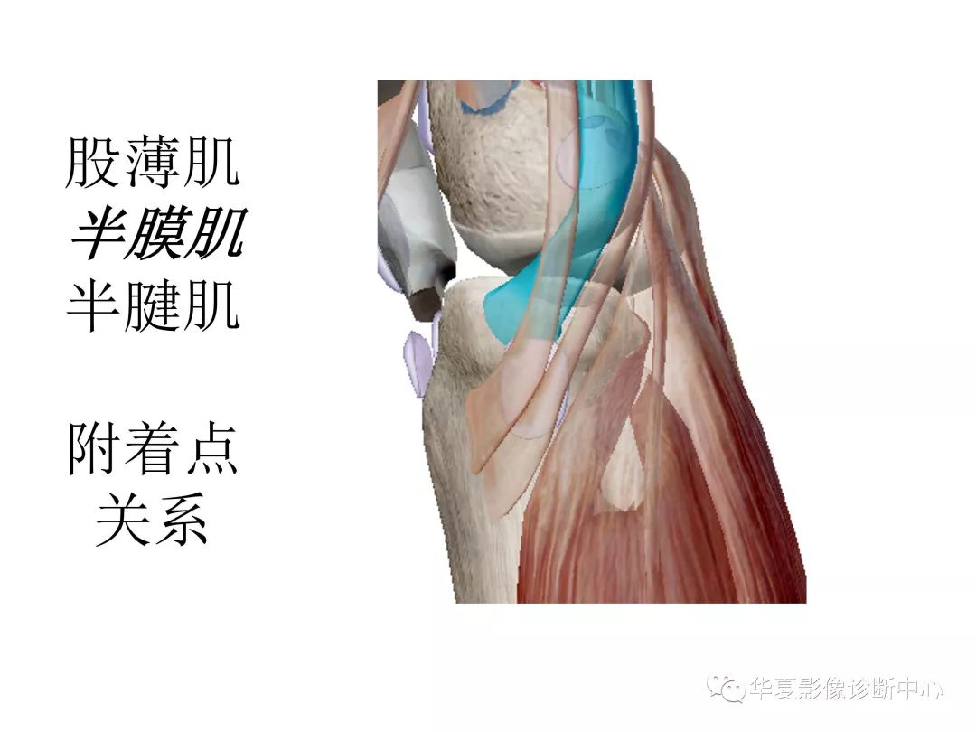 原创膝关节3d解剖图谱一