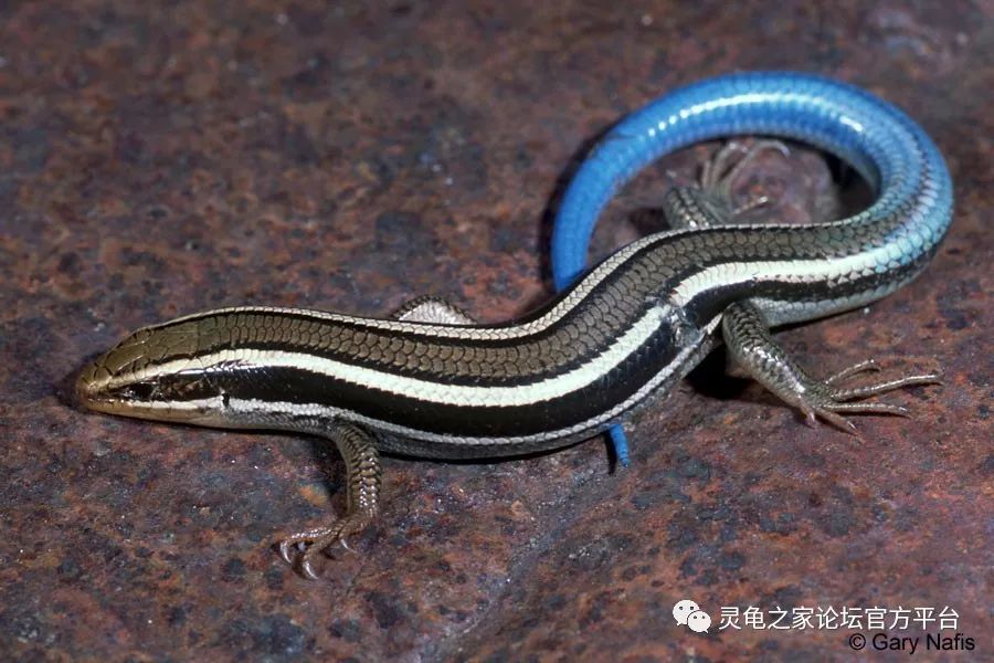 西部石龙子(eumeces skiltonianus)海岸带蛇圣克拉拉亚种(thamnophis