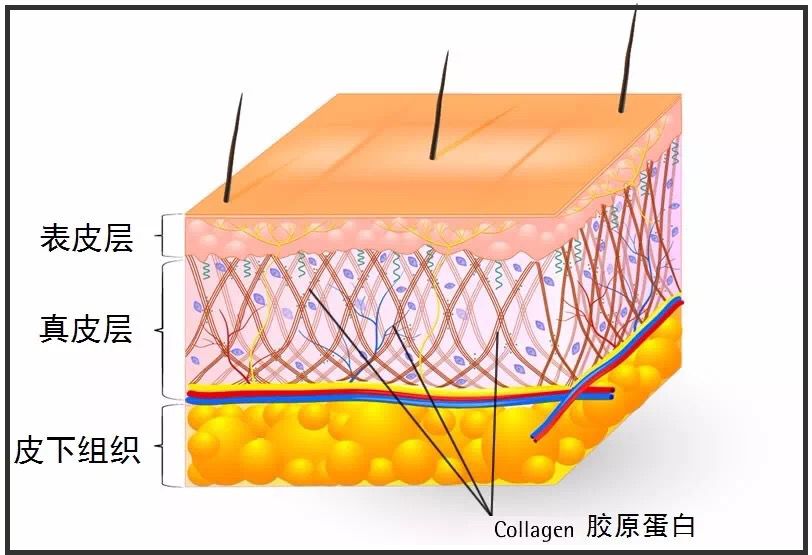 涂抹式的胶原蛋白 胶原蛋白大分子只能停留在表皮层 没办法进入真皮