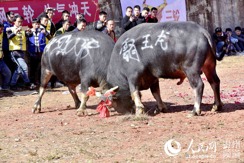 贵州从江传统斗牛喜迎侗族大歌节高清组图