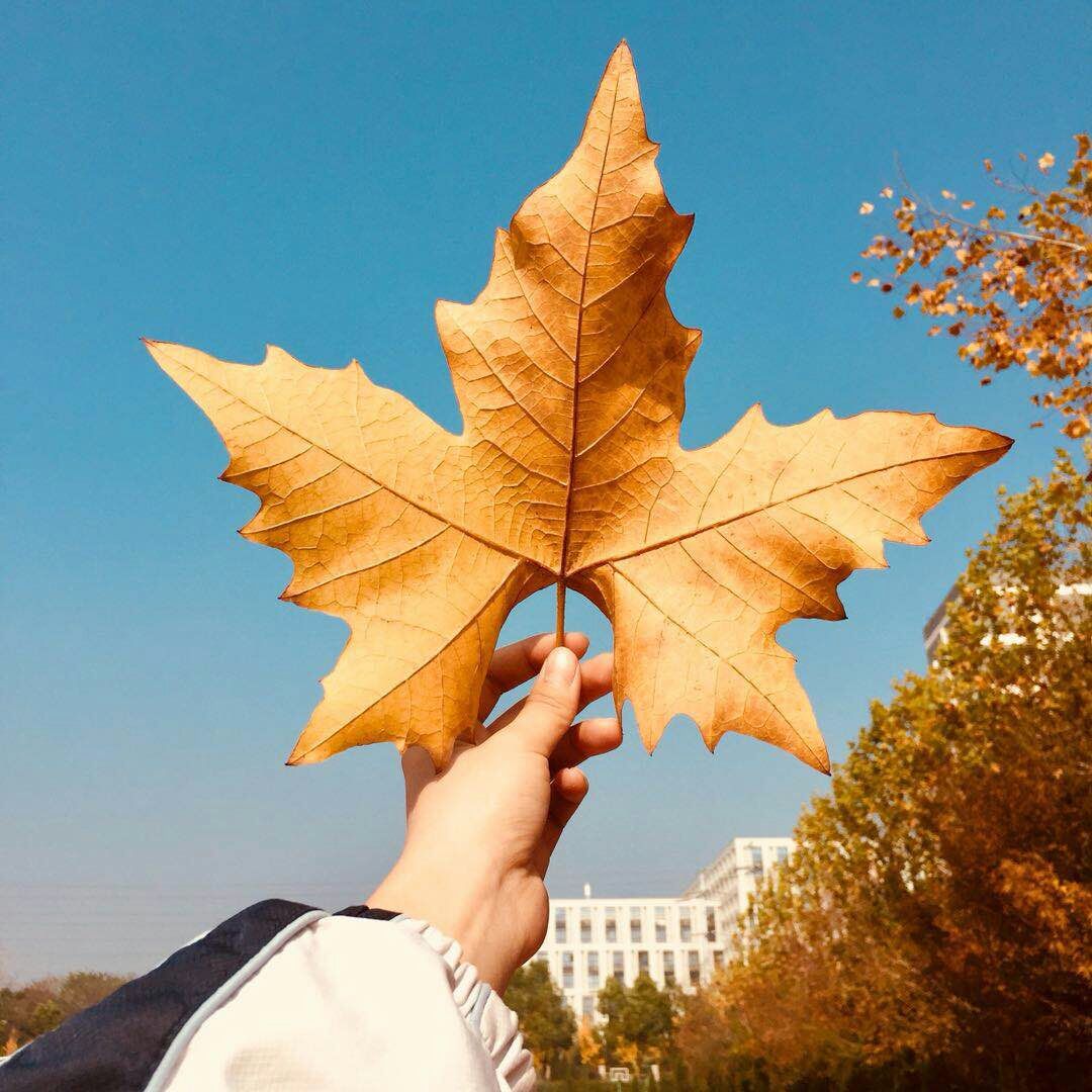 一片树叶,一个秋天.树叶能被握在手中,秋天却不能.