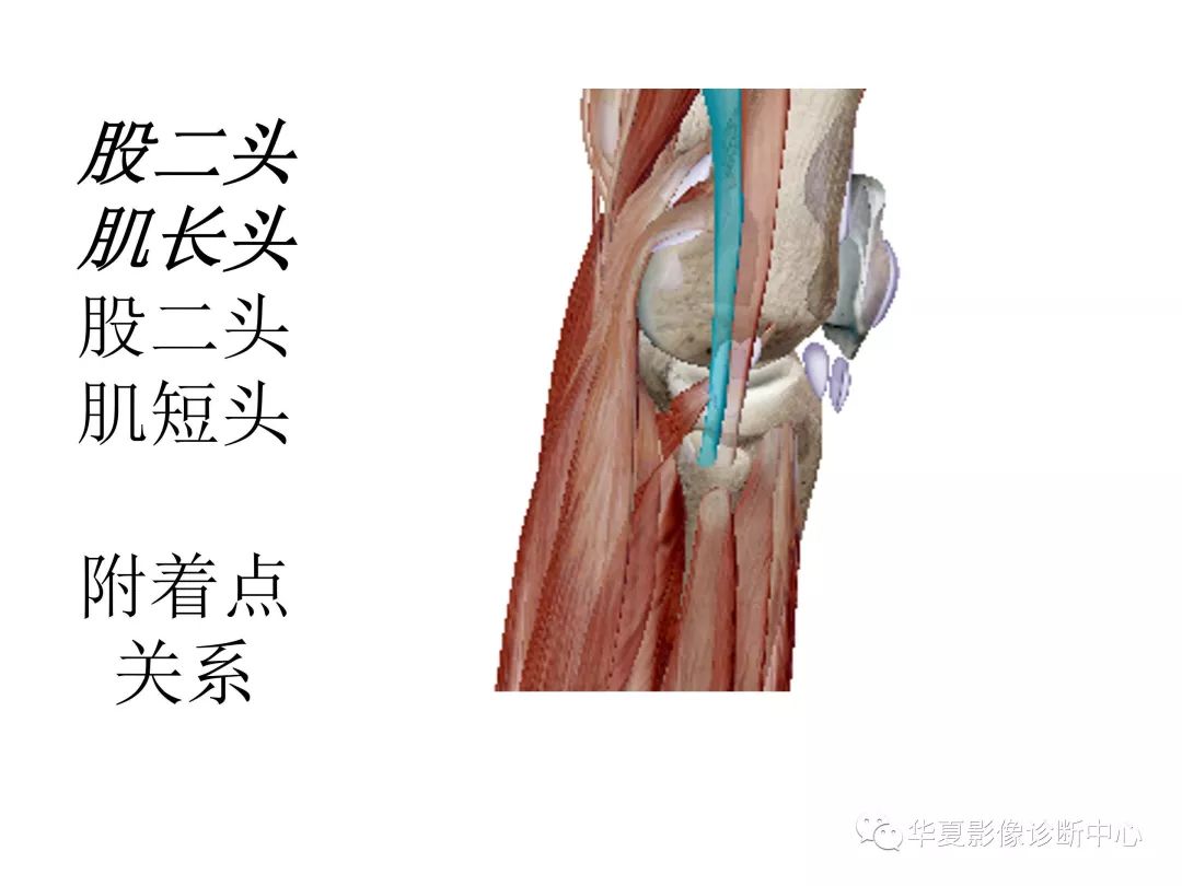 原创膝关节3d解剖图谱一