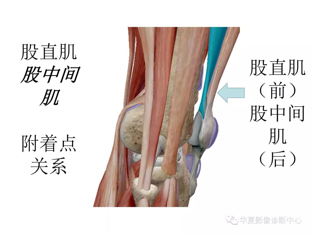 原创膝关节3d解剖图谱一