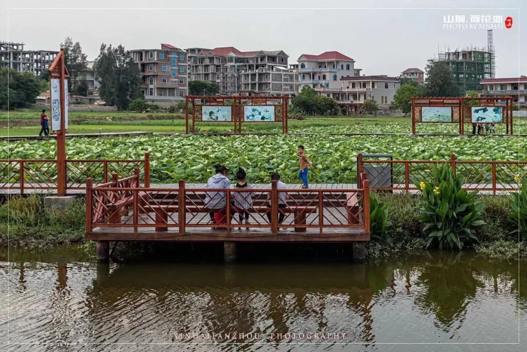 紫色马鞭草三:莆田的普罗旺斯--山前花海(振兴乡村省级示范村,全市3