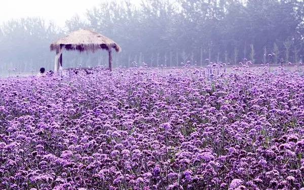 薰衣草婚纱照图片_薰衣草花海婚纱照背影(3)