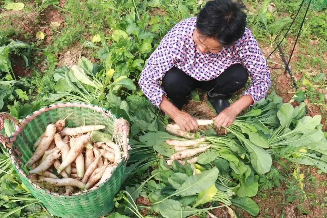 阴菜是用一种被东坑人称为 "耙齿菜"的萝卜,采用阴干的方法制成的一