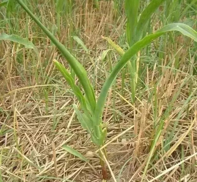 玉米除草剂药害症状及注意事项