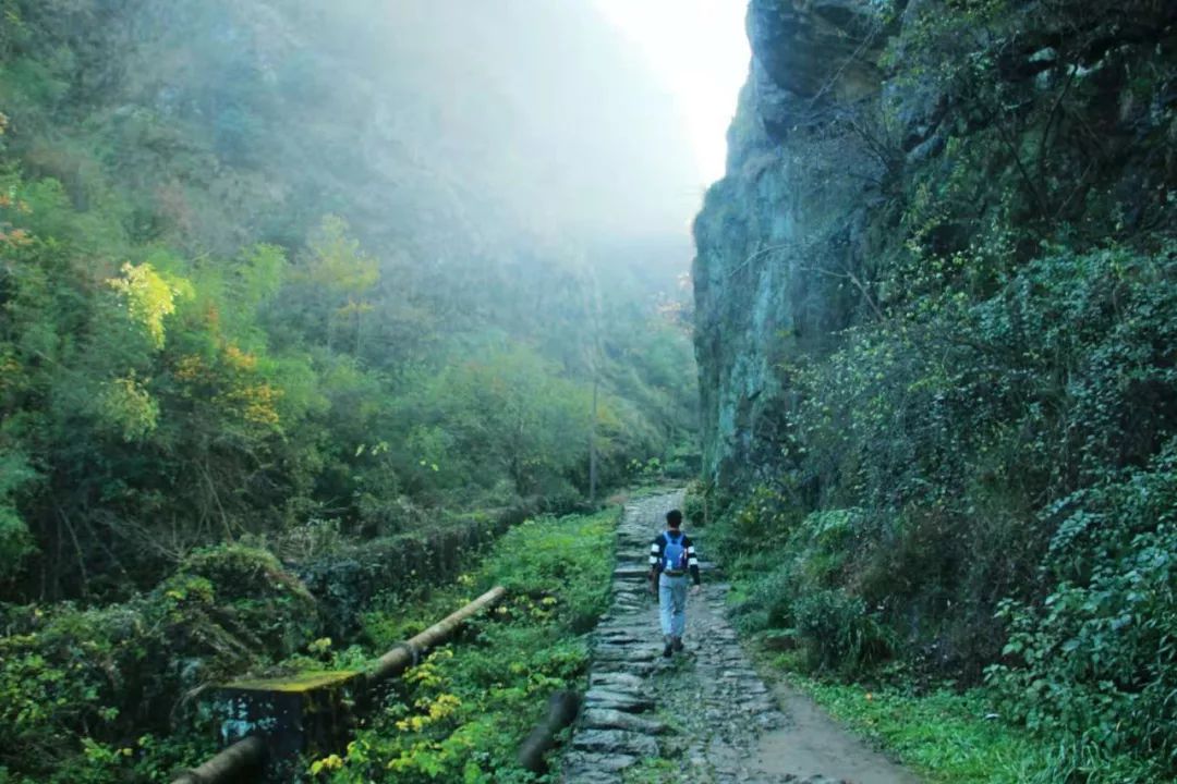 江湖踩线|雪窦岭古道清幽,红杉林树影粲然(11.27)