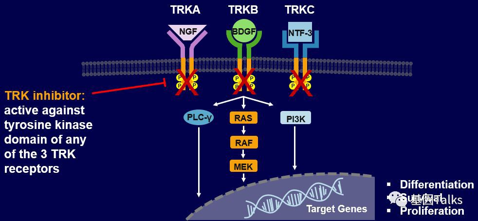 trk家族蛋白是酪氨酸激酶,如果能抑制激酶活性,就能抑制癌症生长.