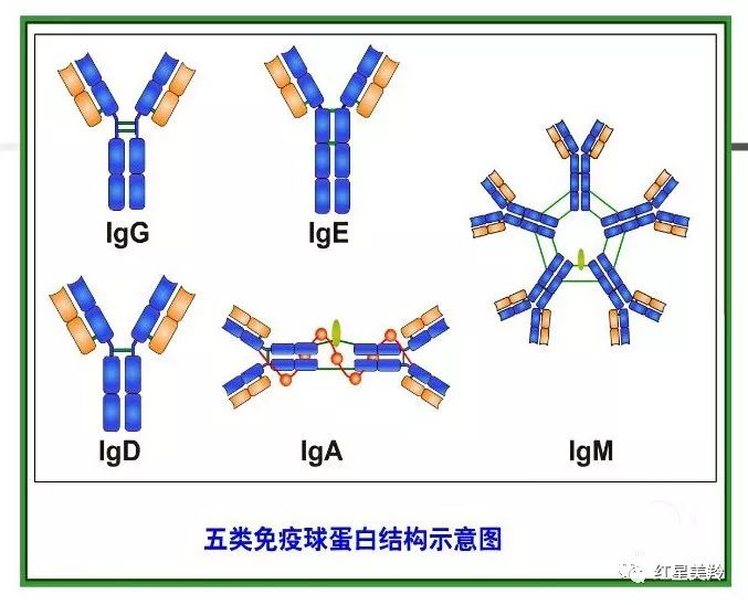 文中"五类免疫球蛋白结构示意图"图片