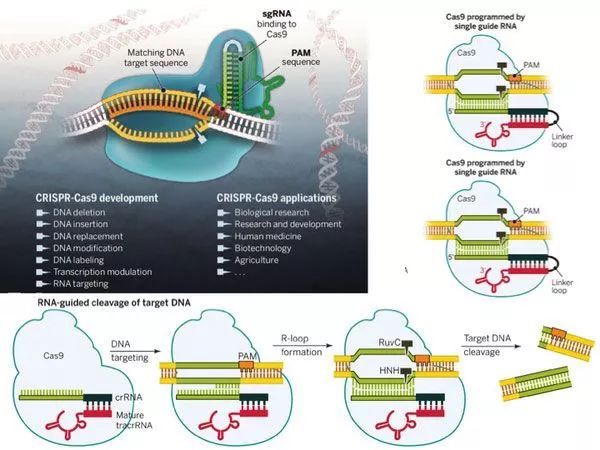 借来的上帝之手crisprcas9基因编辑系统