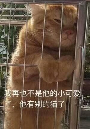 猫咪表情包:被金钱蒙蔽了双眼,你不对劲小老弟