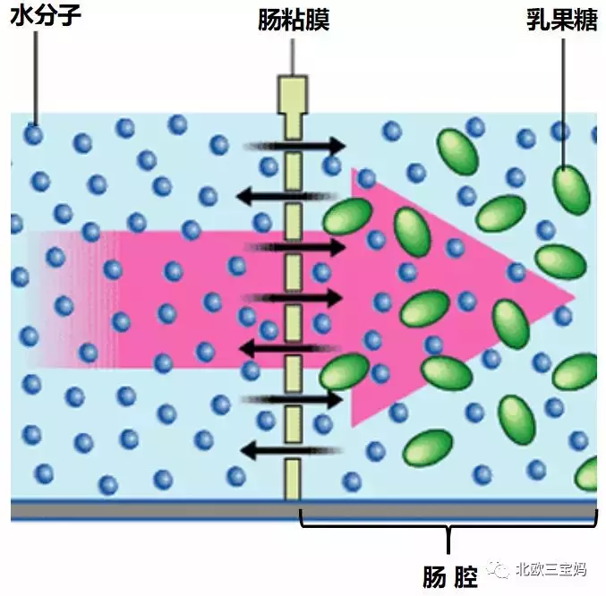 乳果糖的原理_项目文章 运用16S 代谢组学揭示乳果糖缓解盐敏感型高血压的作用机制