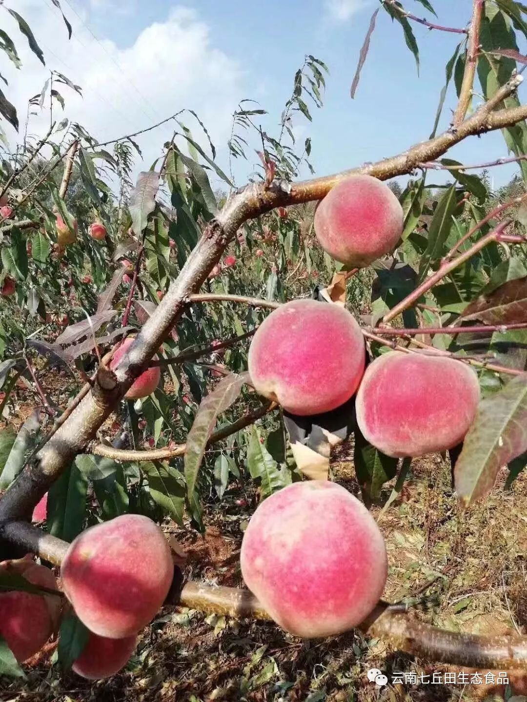 沐浴在冬日佛光中的圣果鸡足山冬桃