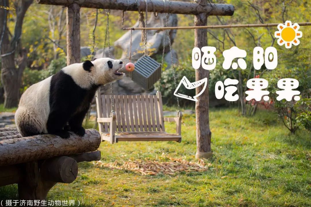 今天有网友给我们发来济南野生动物世界大熊猫娅双的吃苹果视频,呆萌