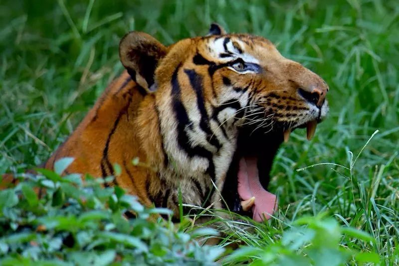 虎豹保育员说说大猫那些事儿——我眼中的大猫