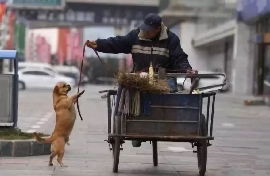 一人一狗，默默地清理着街道，变成了长春一道温馨的风景