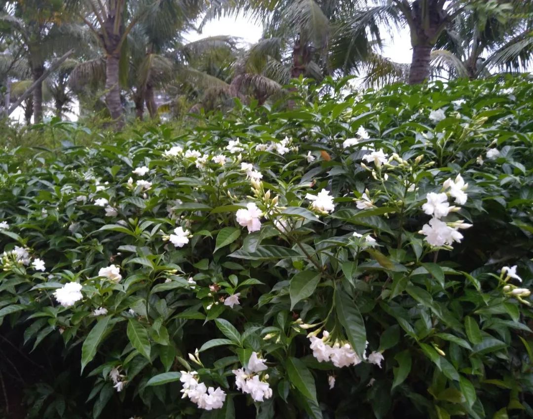 狗牙花10坐标:美院湖边黄花盾柱木都是偶数羽状复叶,小叶8-12枚.