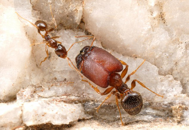 什么是宾氏大头蚁,以及它的分布和习性