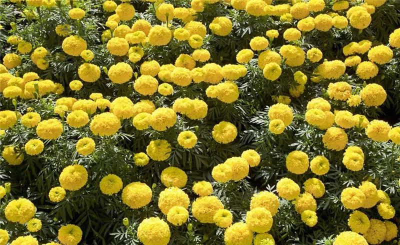 景观植物 秋冬季节时令花卉 给你一片美丽花海 花坛