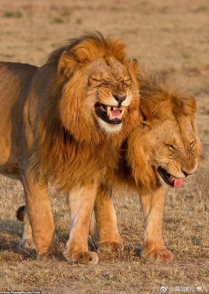 某摄影拍到两只狮子的表情 这笑容太魔性了··· 大家猜一猜,狮子
