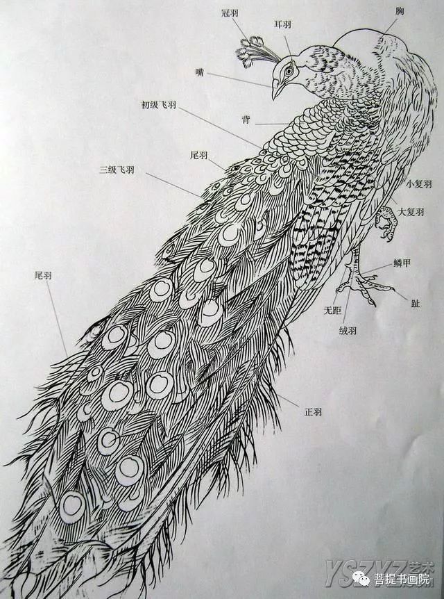 孔雀的字怎么写