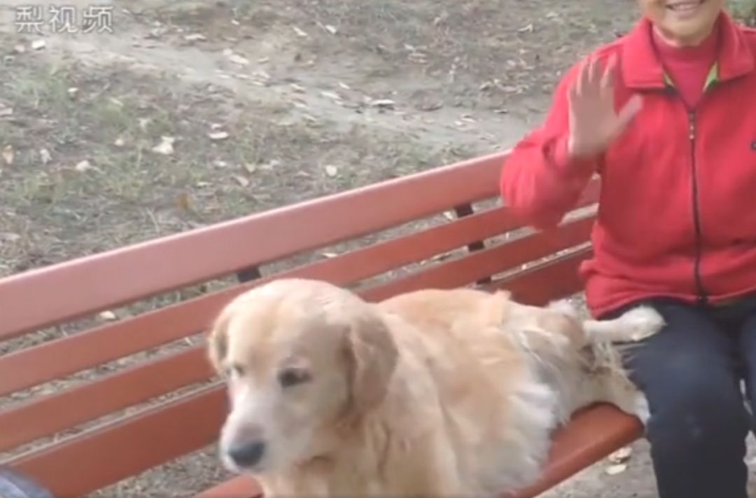 安徽阜阳一导盲犬，在主人去世后，仍在公园长椅帮主人占座