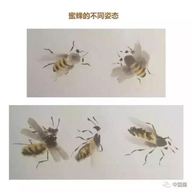 国画教程蜜蜂画法