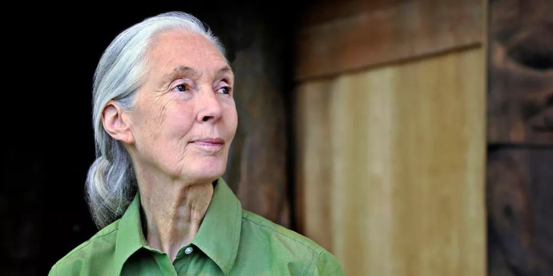 jane goodall