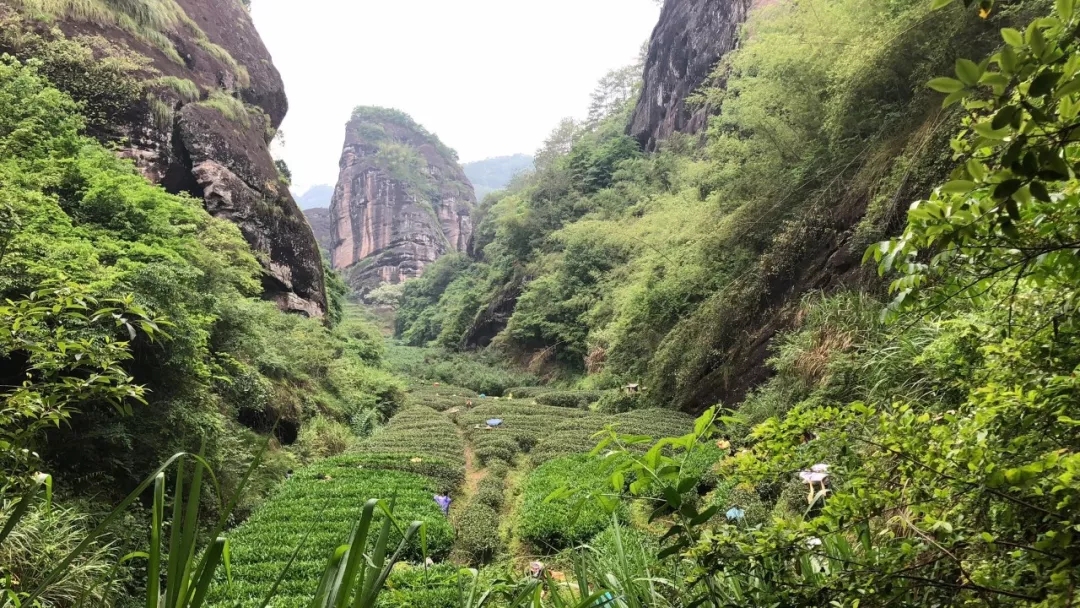 只做核心正岩,天心明月助力2018武夷山国际马拉松赛