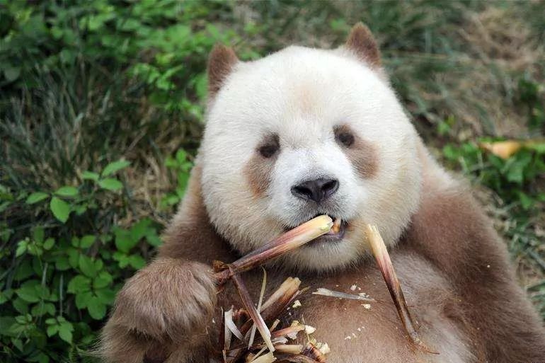 在陕西省珍稀野生动物抢救饲养研究中心现唯一仅存的棕色大熊猫"七仔"