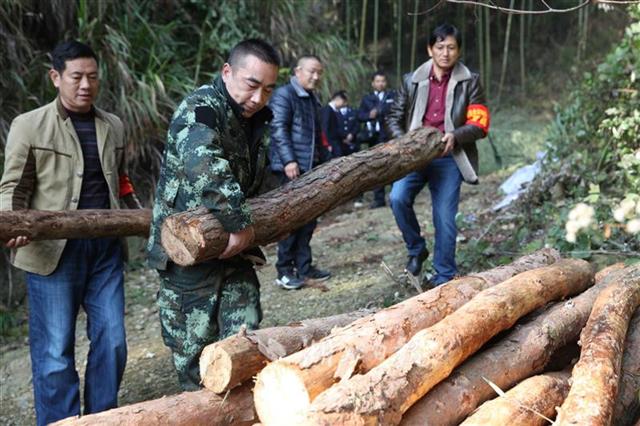 崇阳县有人在伐木?原来是遏制松材线虫病扩散蔓延