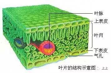 七年级上册生物知识大汇总_细胞