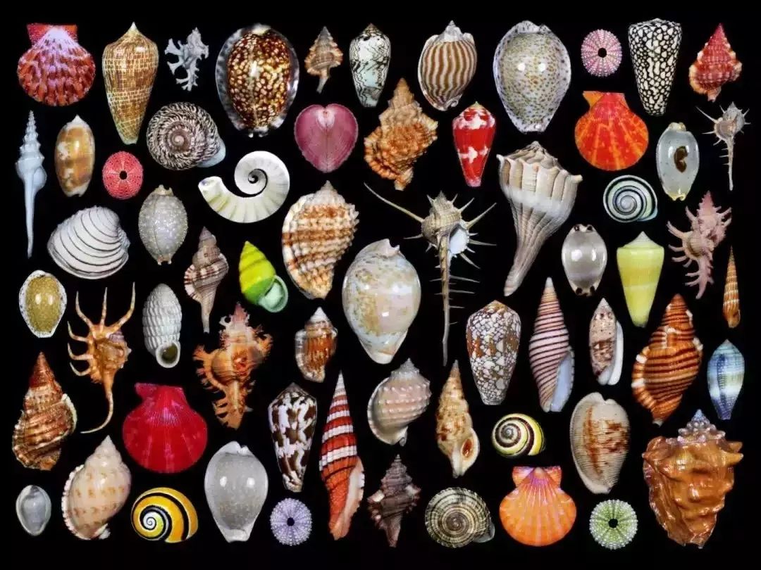 学趣活动来自大海的问候疯狂动物世界贝壳专场开始啦