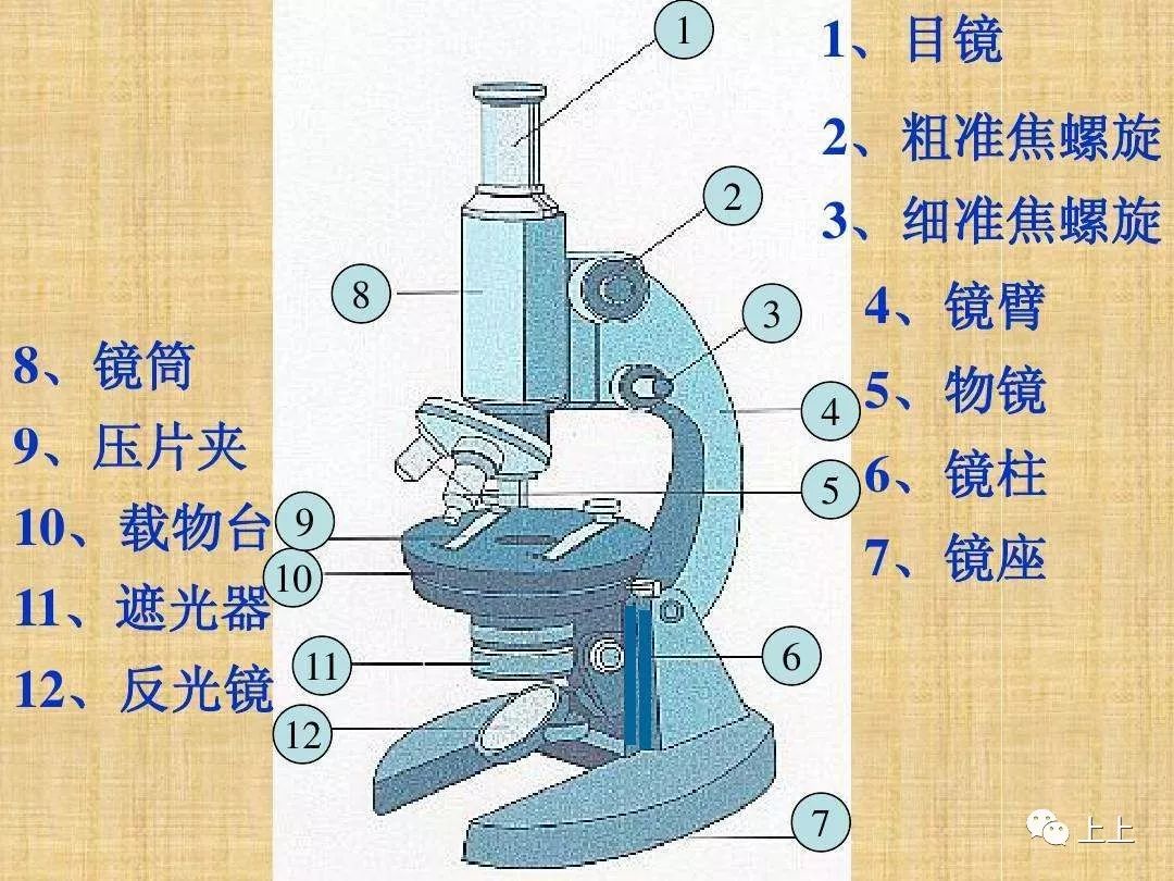 2, 放大倍数=物镜倍数×目镜倍数 3,放在显微镜下观察的生物标本