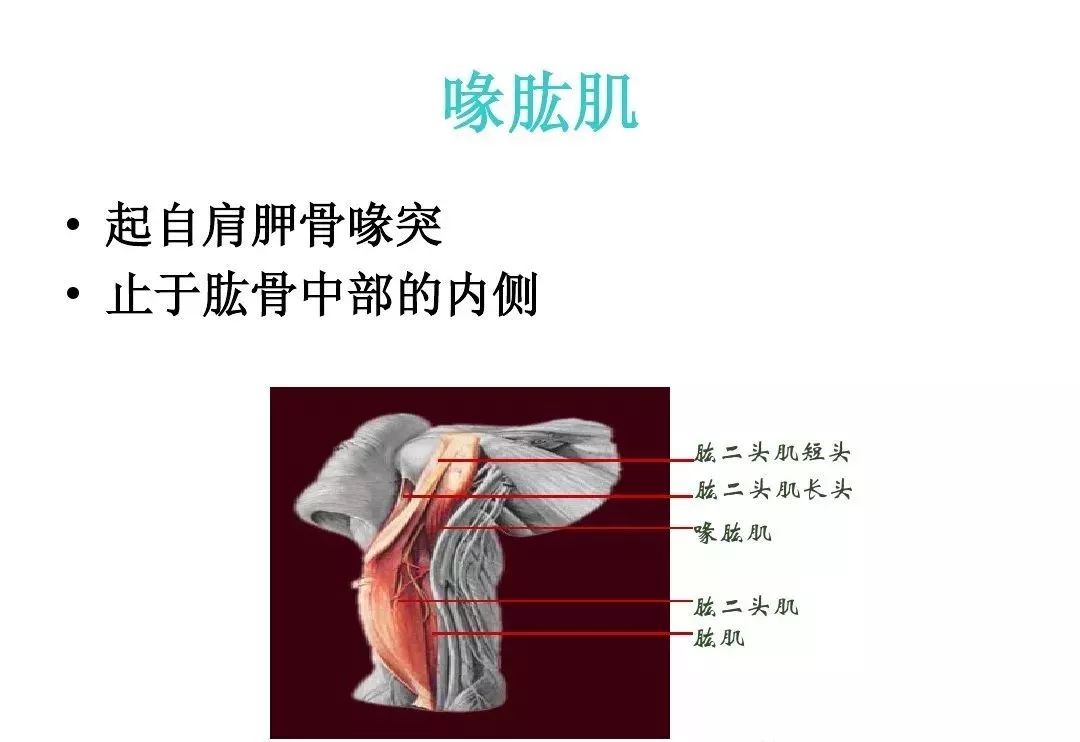 【图文】肩关节解剖及检查