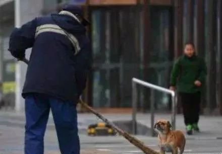 一人一狗，默默地清理着街道，变成了长春一道温馨的风景