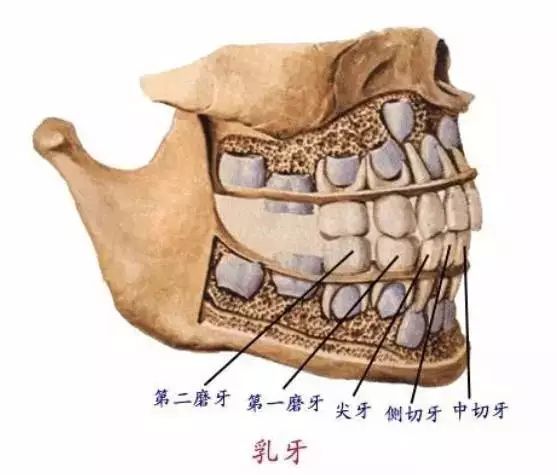 精美口腔解剖图