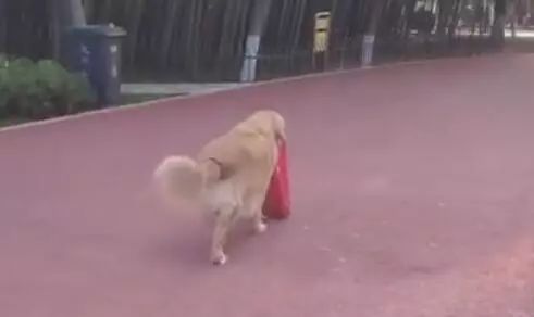 安徽阜阳一导盲犬，在主人去世后，仍在公园长椅帮主人占座